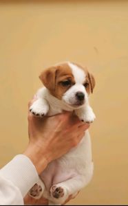 Кращі у посліді Цуцики Джек Рассел тер'єр з документами клубу КСУ