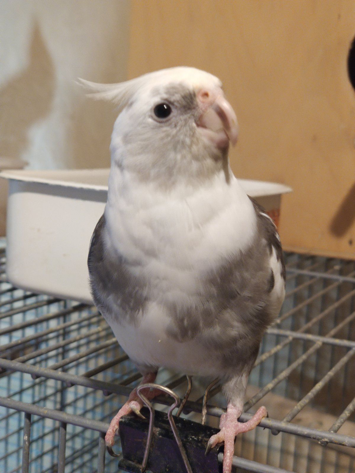 Домашние кореллы