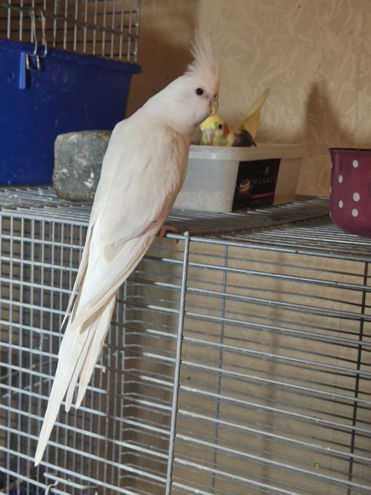 Домашние кореллы