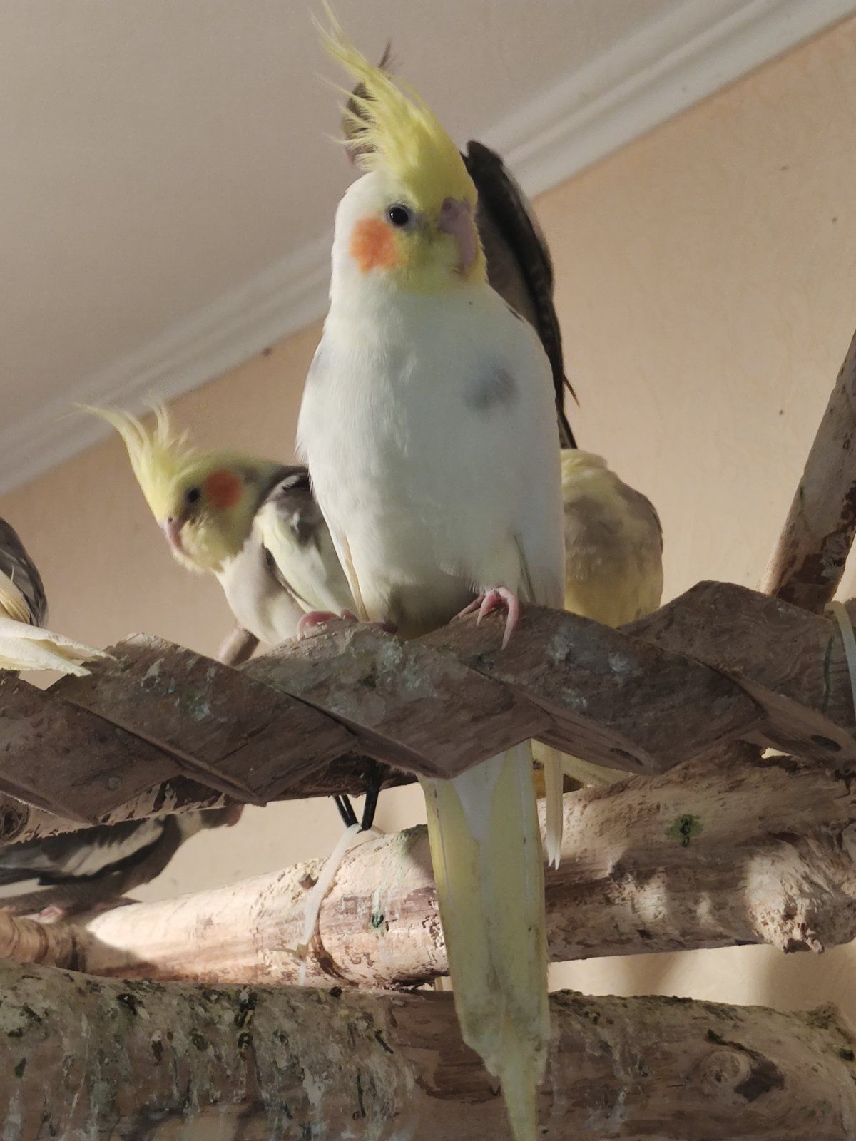 Домашние кореллы