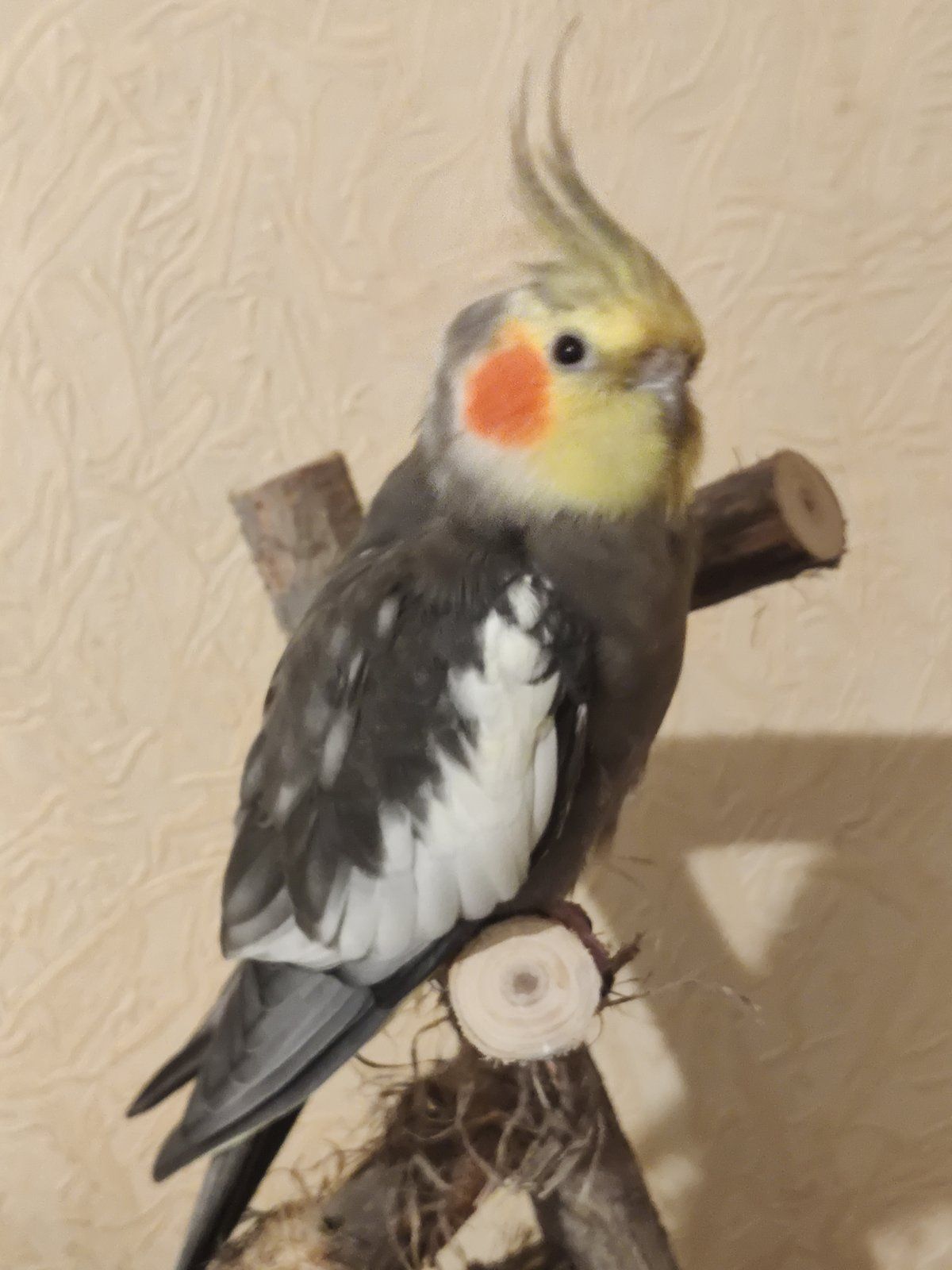 Домашние кореллы