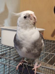 Домашние кореллы