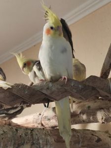 Домашние кореллы