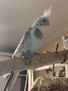 Домашние кореллы