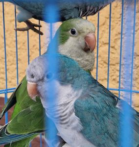 РУЧНЫЕ МАЛЫШИ ПОПУГАЕВ