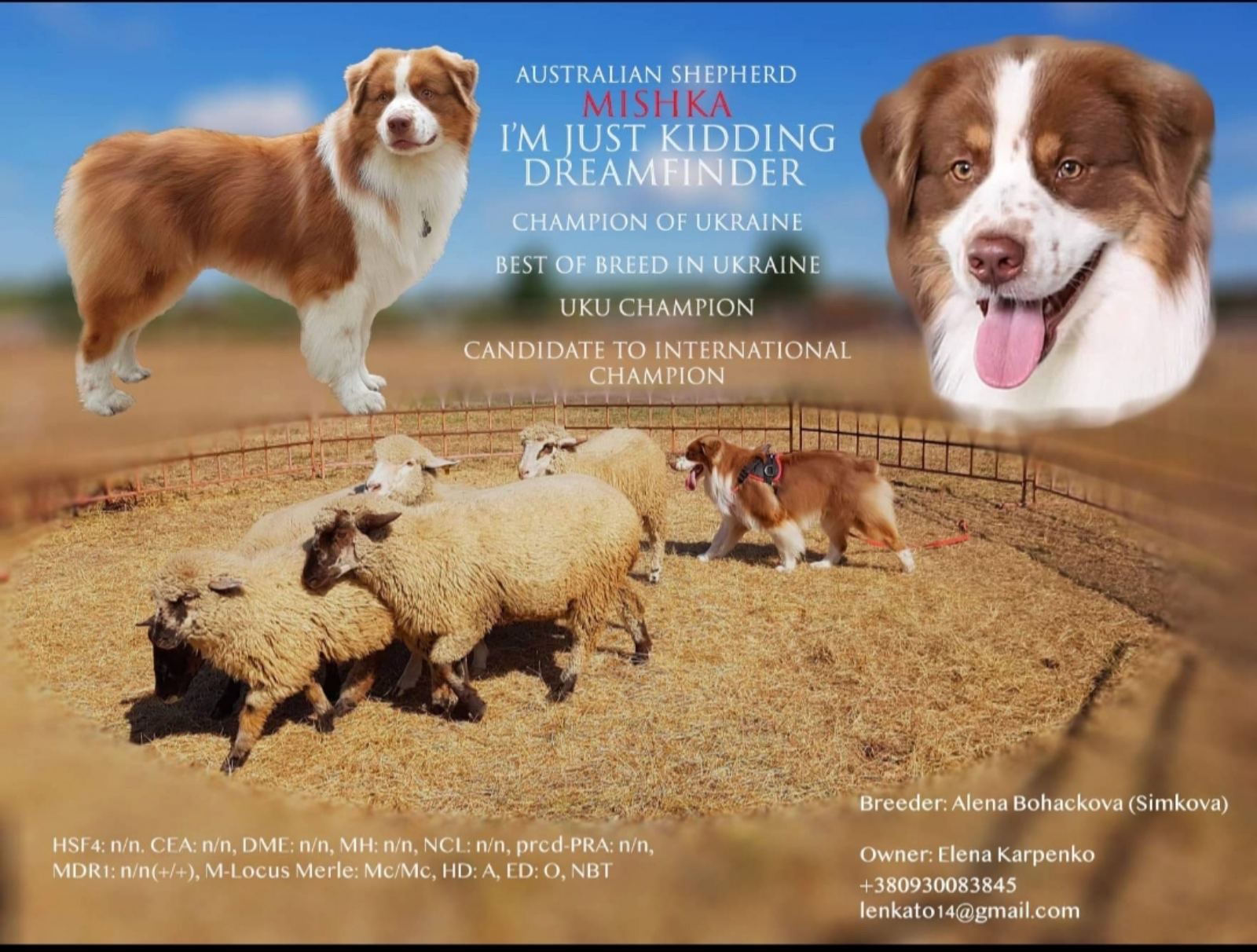 Австралийская овчарка аусси