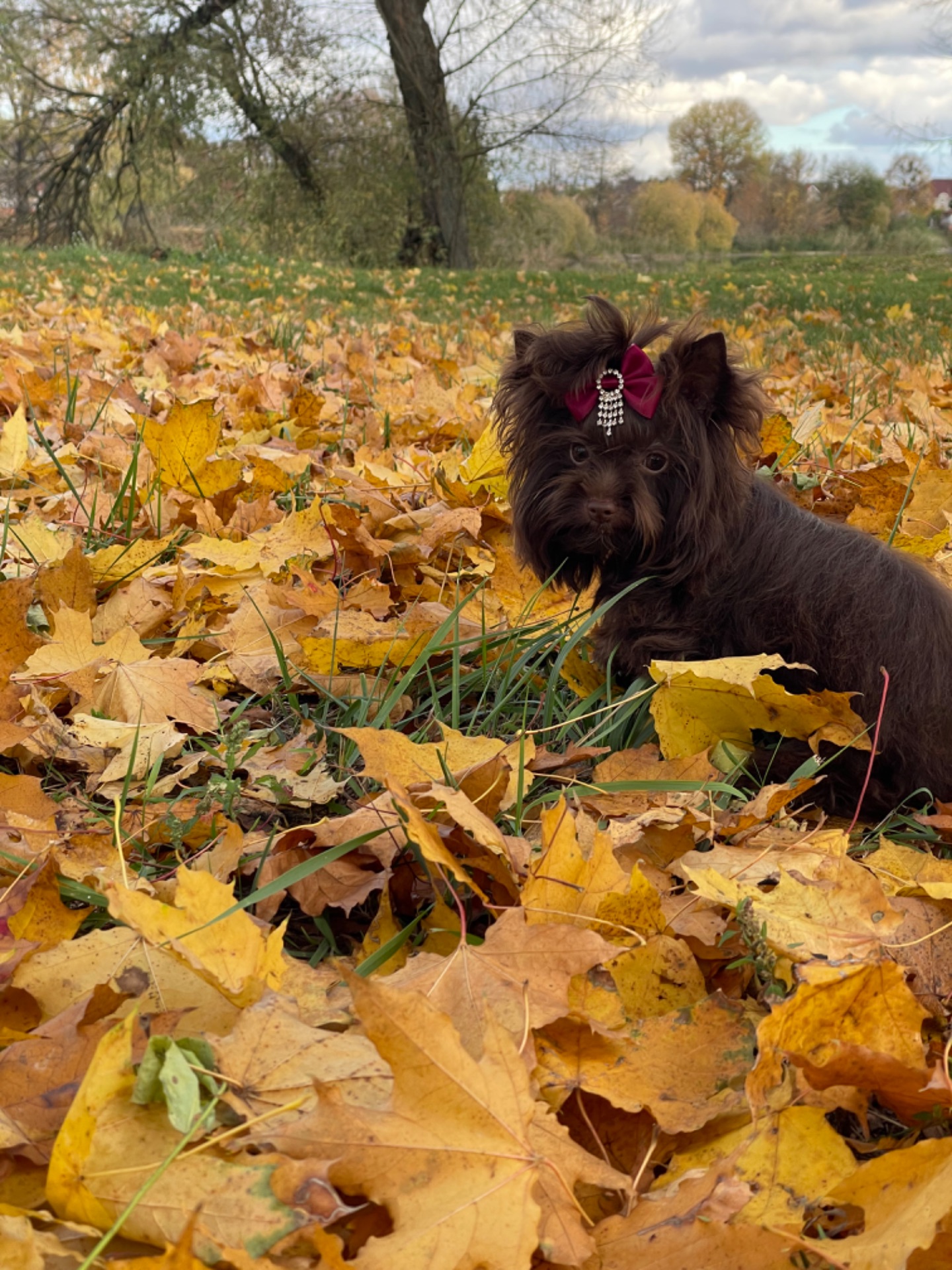 Девочка мини шоколадный Йорк