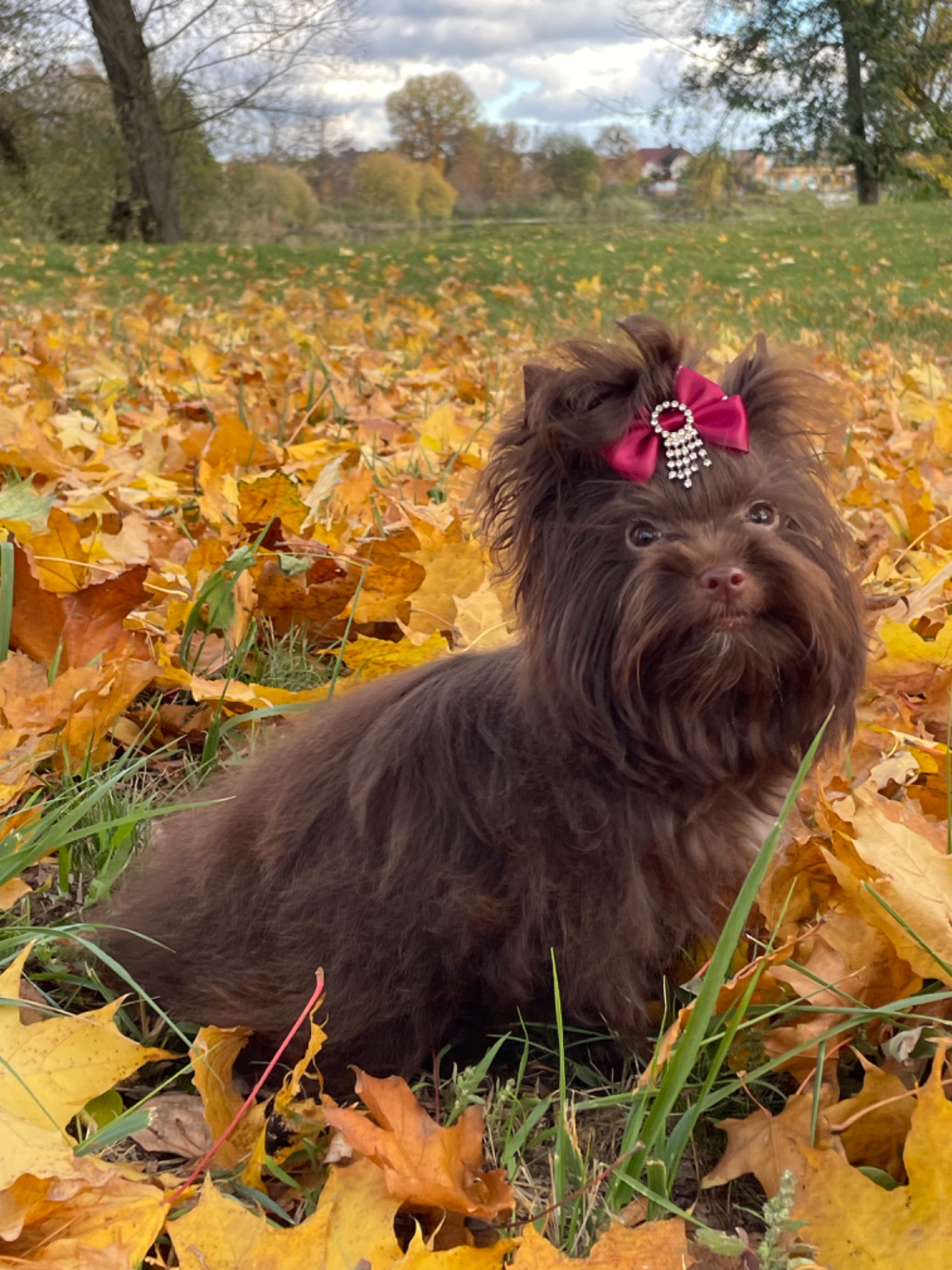 Девочка мини шоколадный Йорк