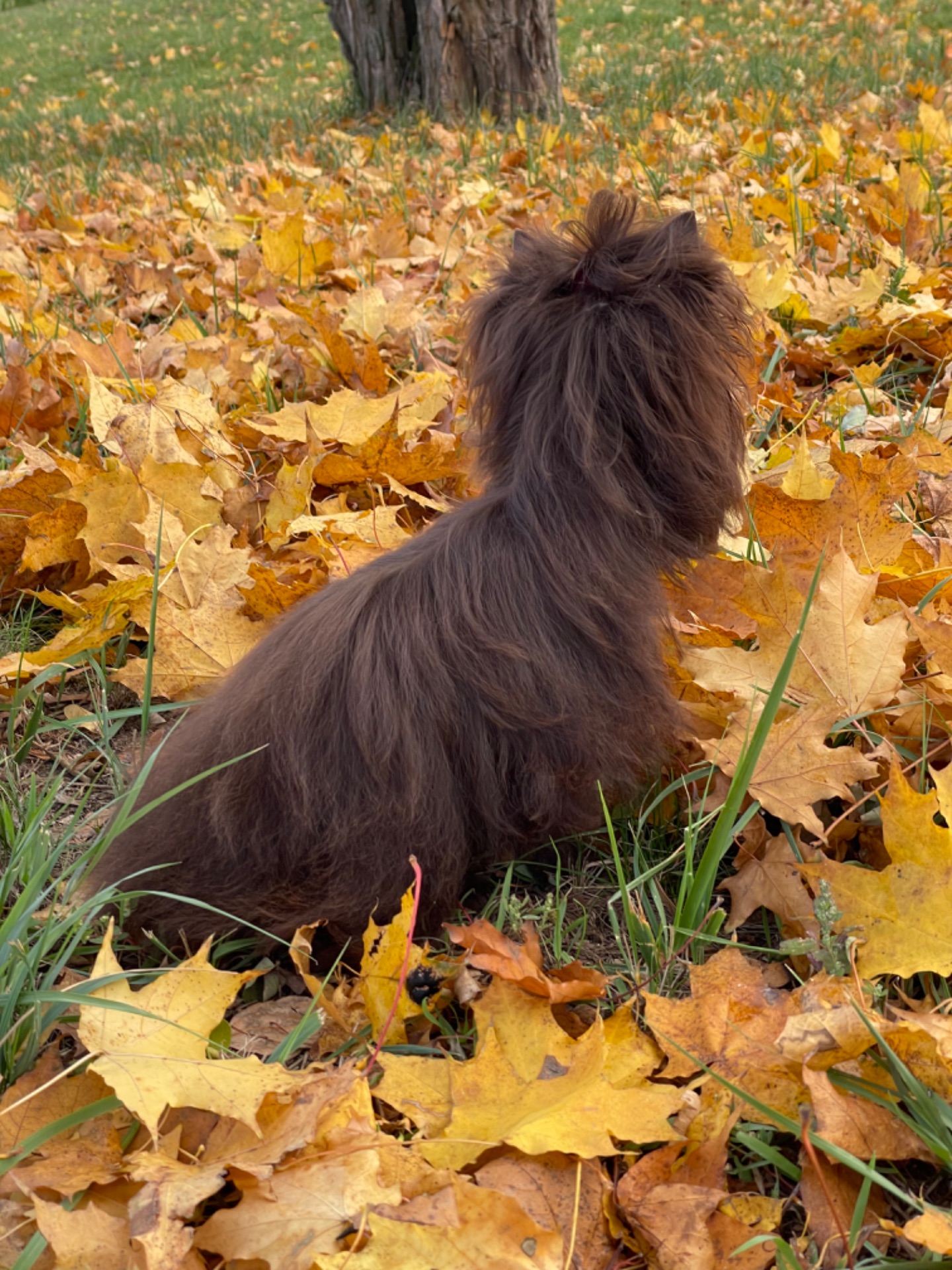 Девочка мини шоколадный Йорк