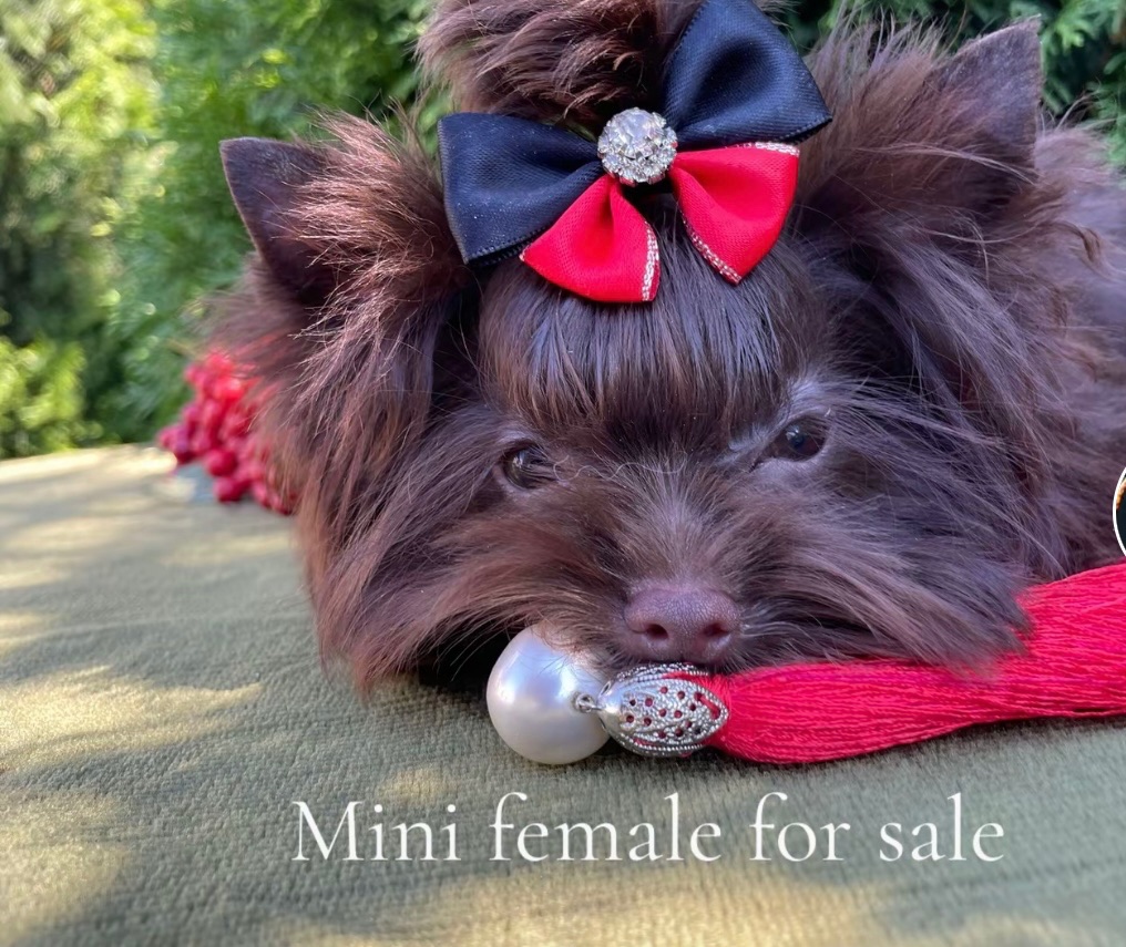 Девочка мини шоколадный Йорк