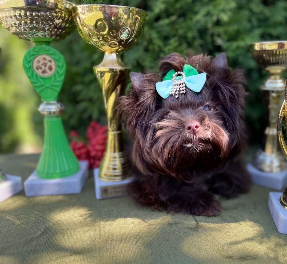 Девочка мини шоколадный Йорк