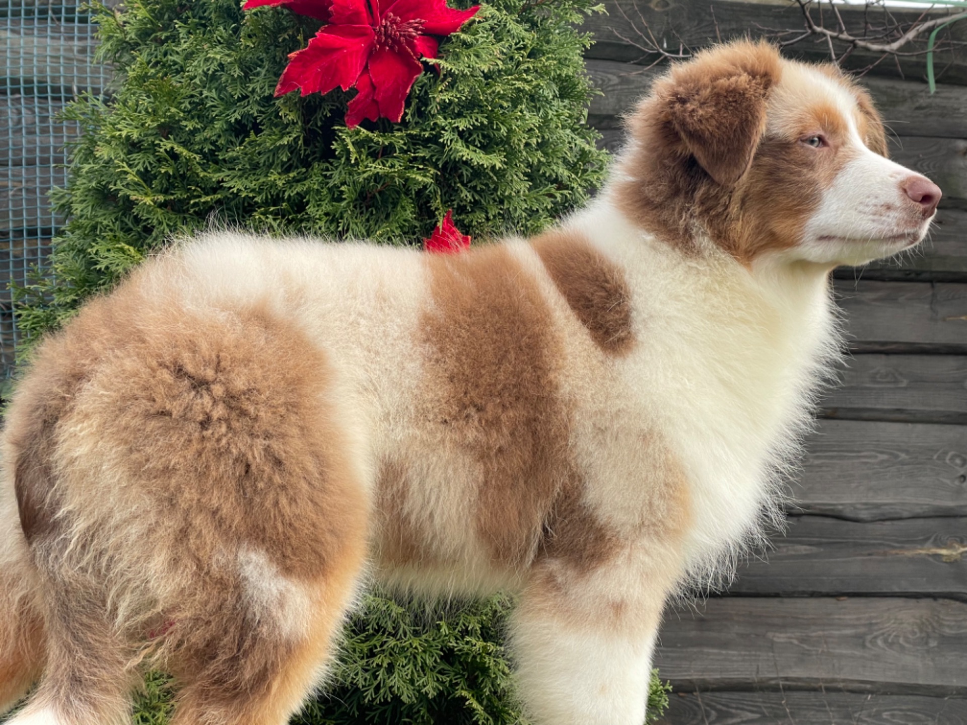 Австралийская овчарка аусси