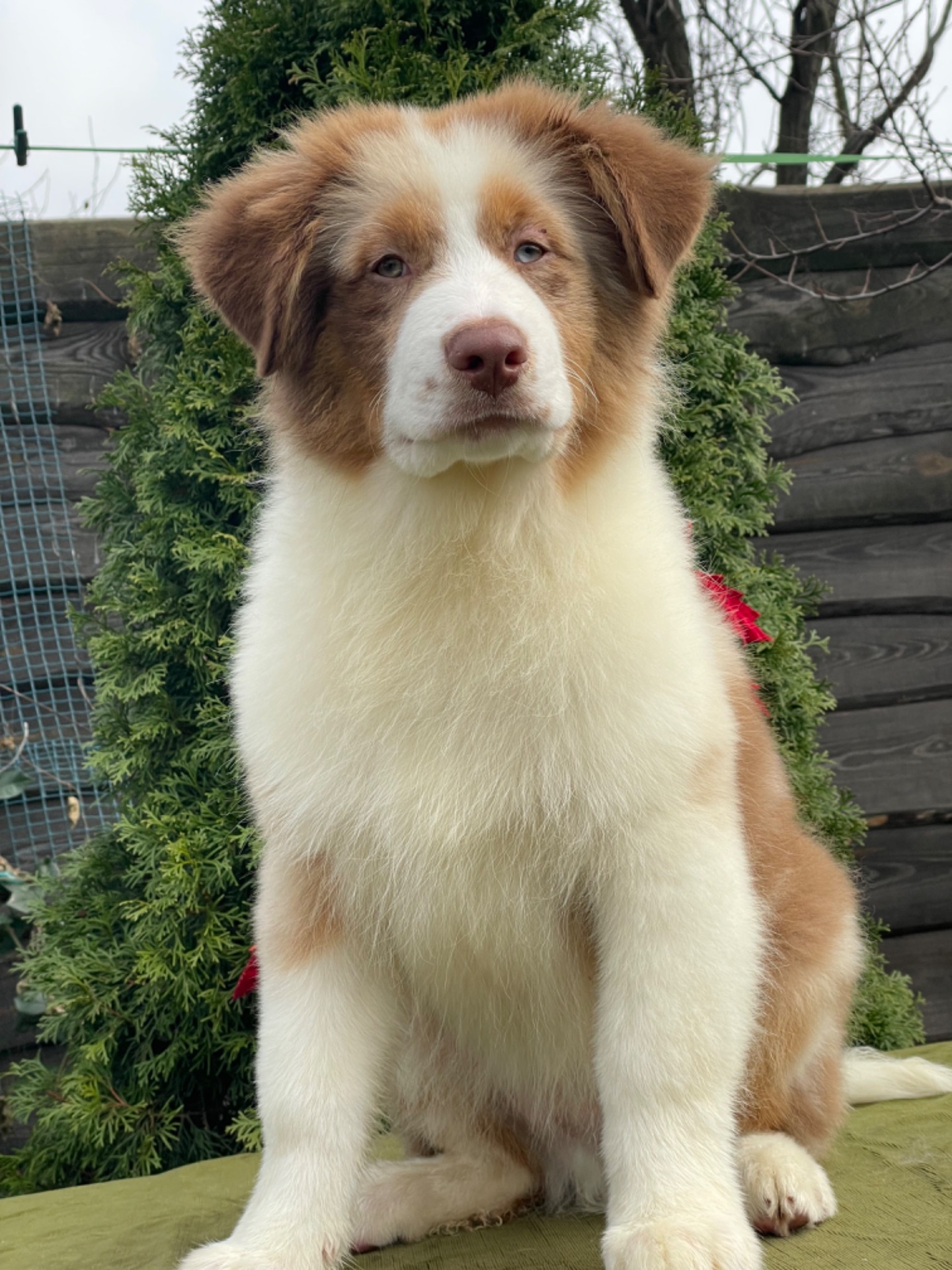 Австралийская овчарка аусси