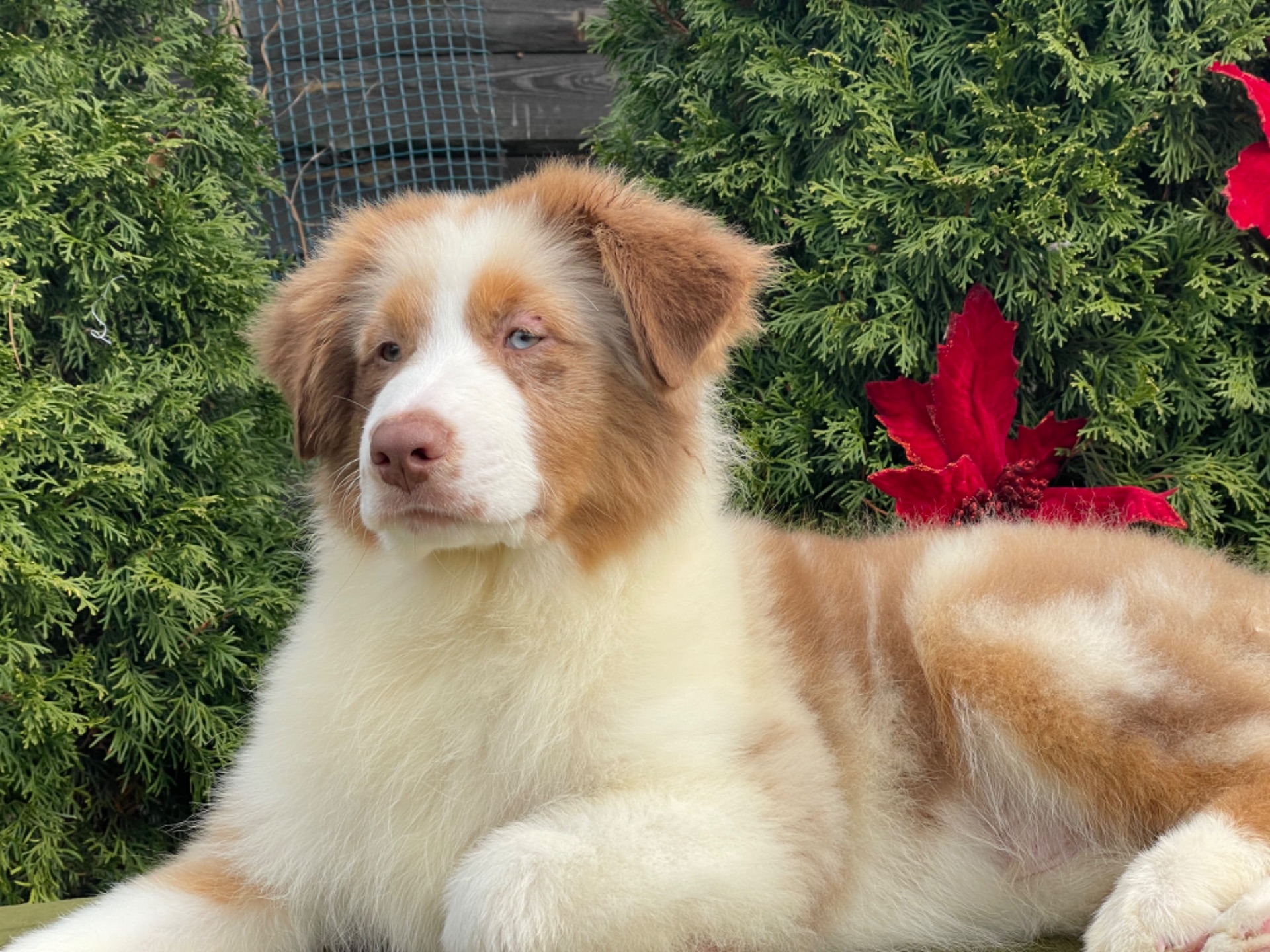 Австралийская овчарка аусси