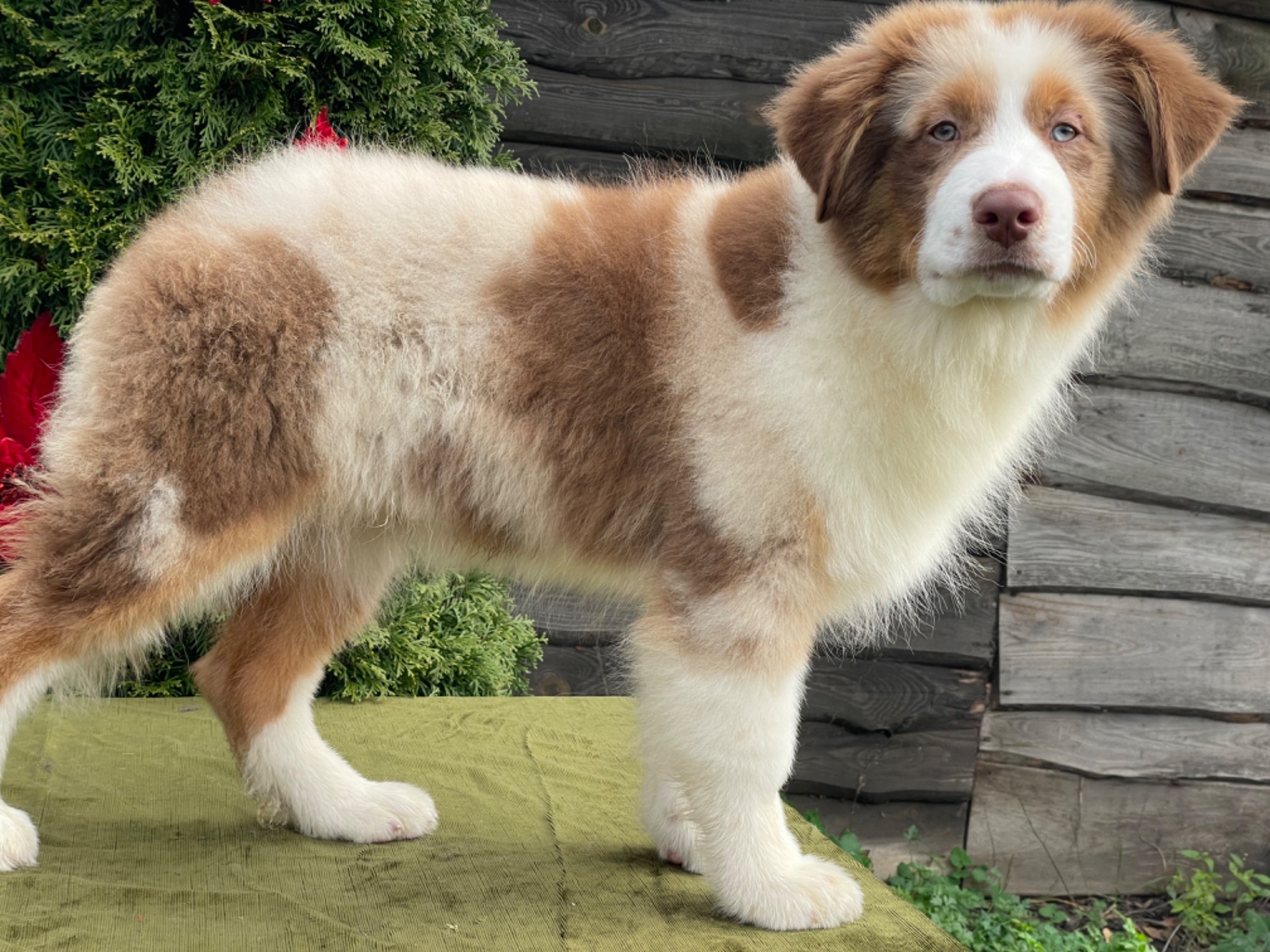 Австралийская овчарка аусси