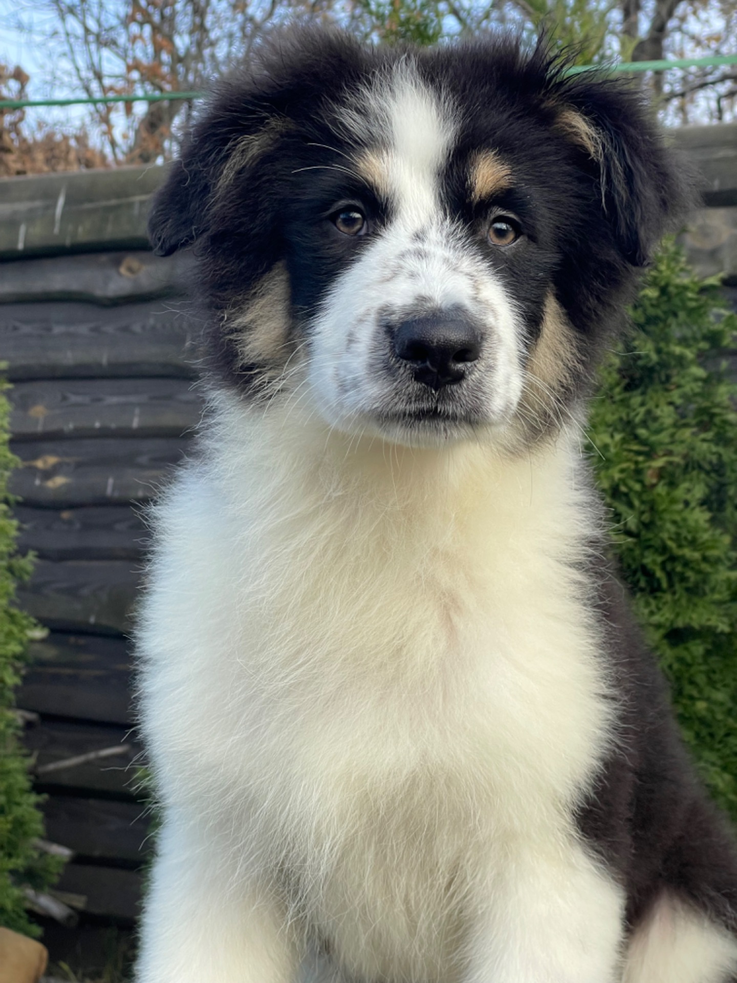 Мальчики австралийской овчарки аусси