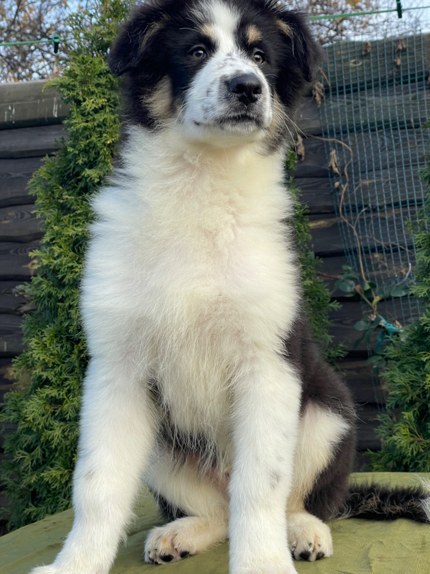 Мальчики австралийской овчарки аусси