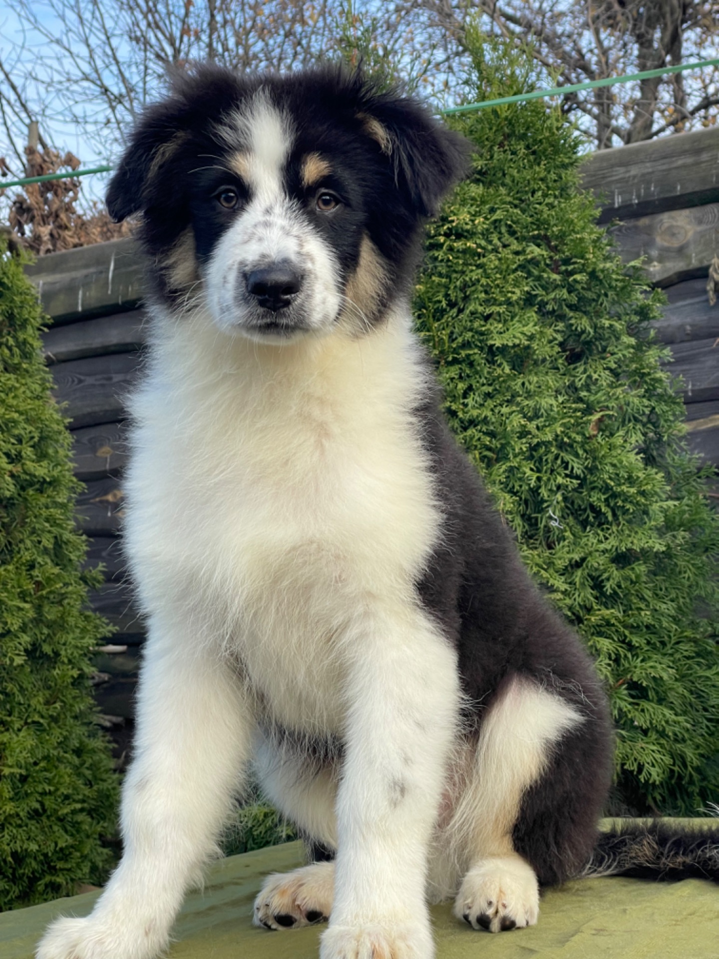 Мальчики австралийской овчарки аусси