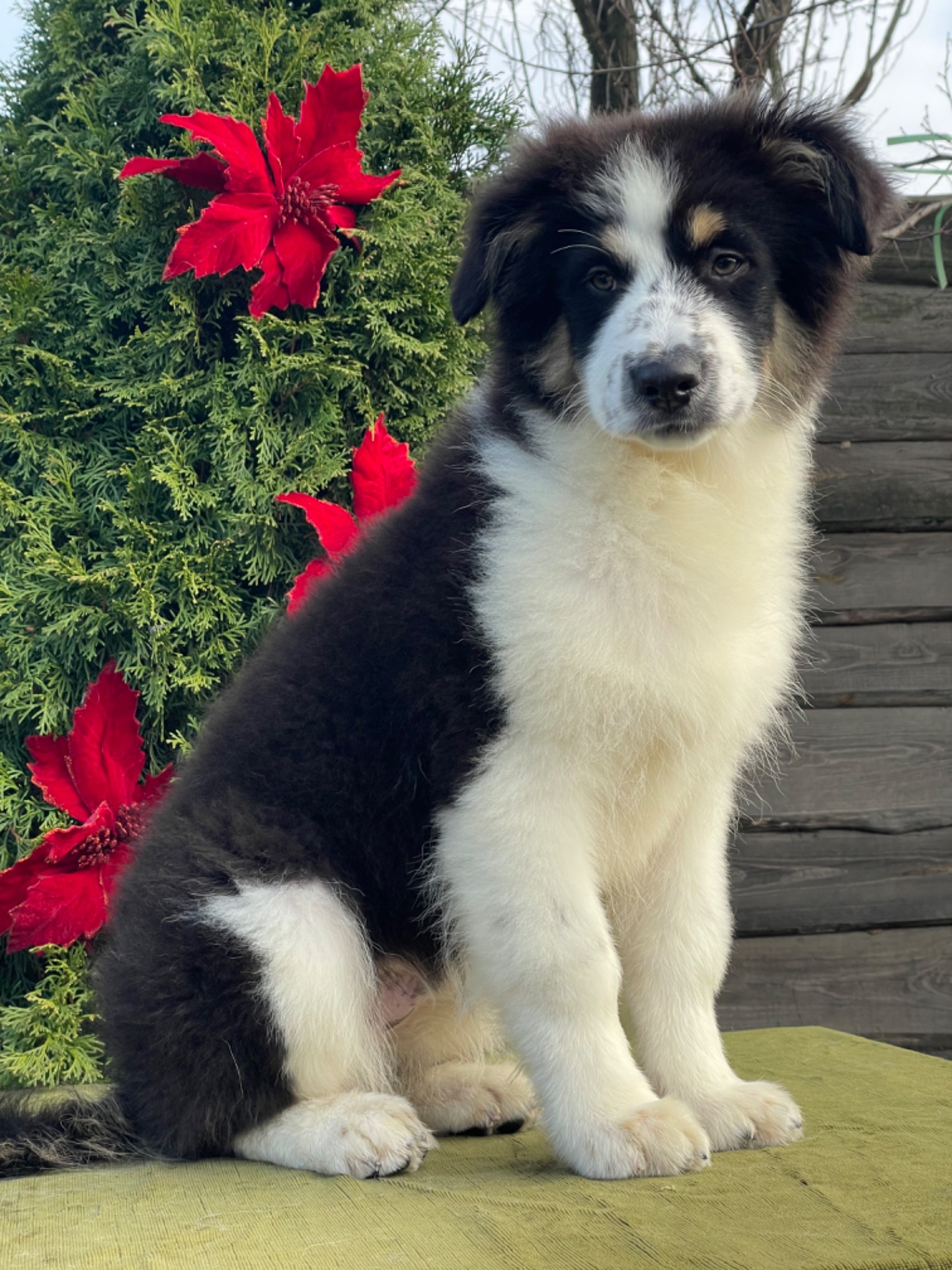 Мальчики австралийской овчарки аусси