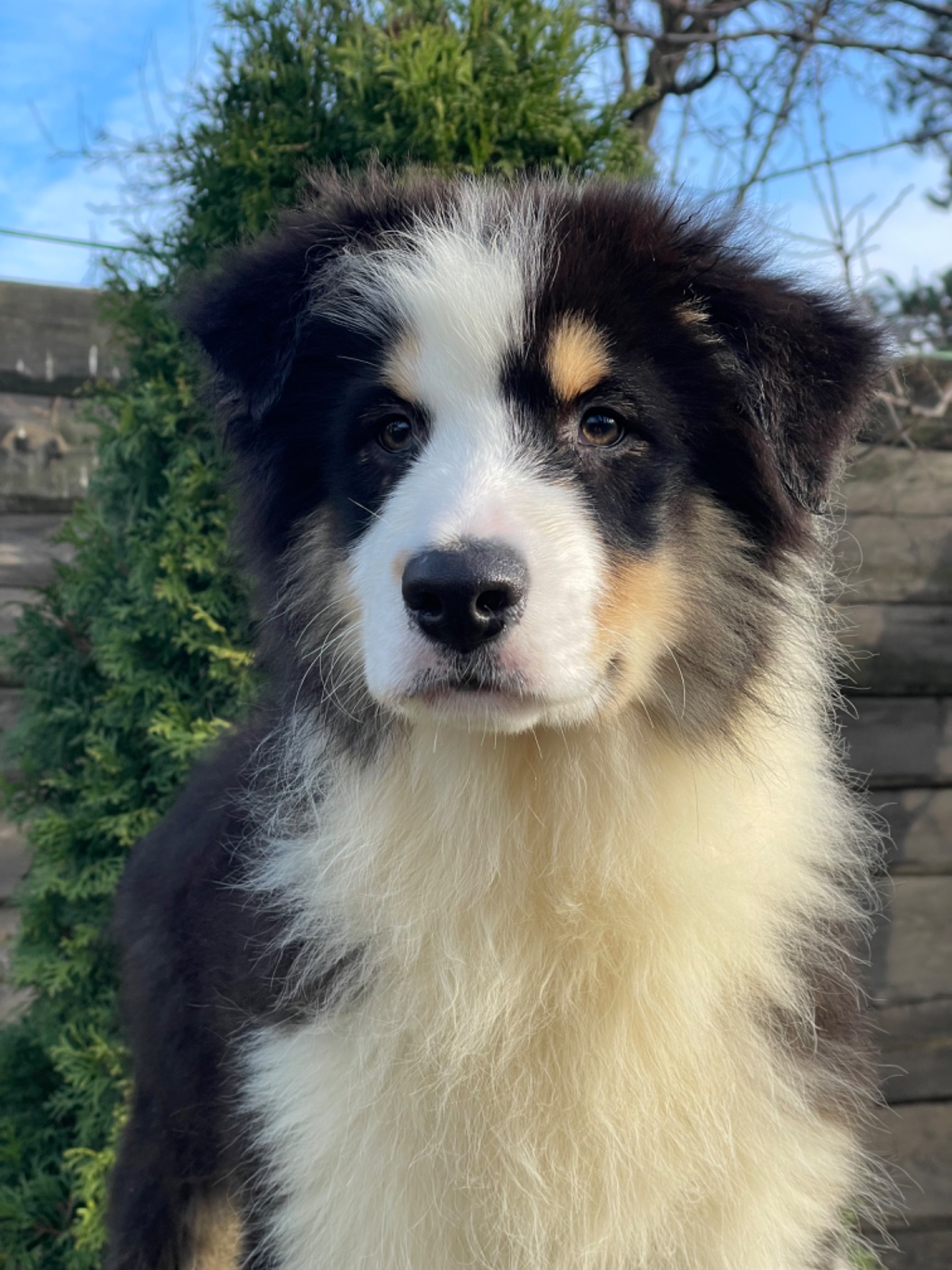 Мальчики австралийской овчарки аусси