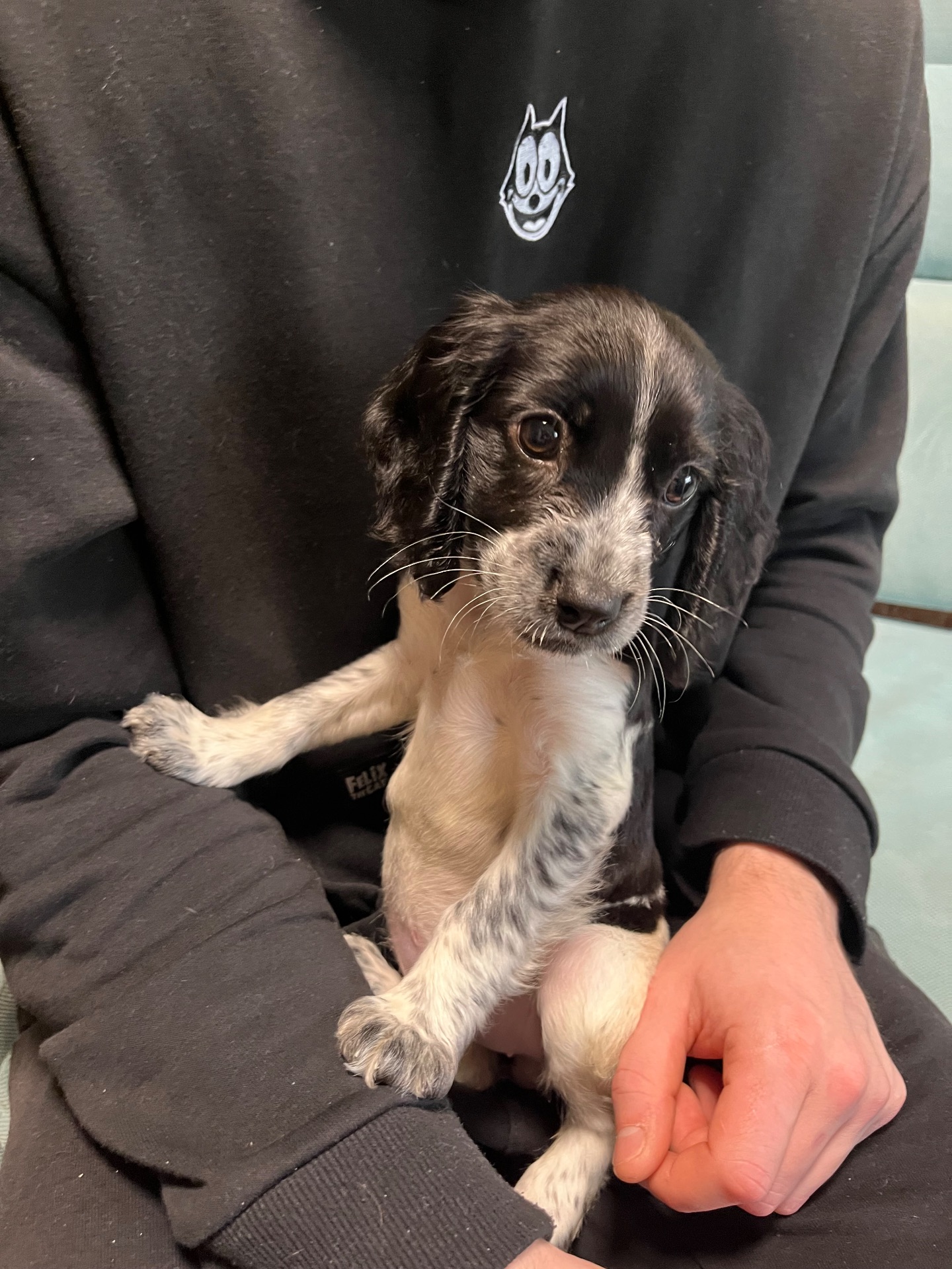 Цуценя спаніеля