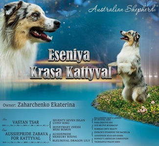 Австралийская овчарка аусси