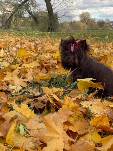 Девочка мини шоколадный Йорк