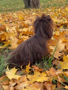 Девочка мини шоколадный Йорк