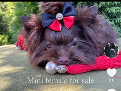 Девочка мини шоколадный Йорк