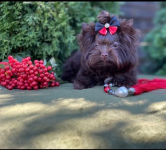 Девочка мини шоколадный Йорк