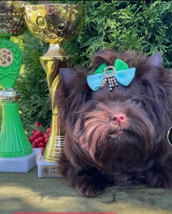 Девочка мини шоколадный Йорк