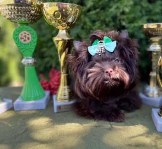 Девочка мини шоколадный Йорк