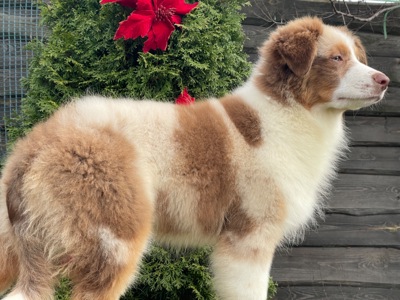 Австралийская овчарка аусси