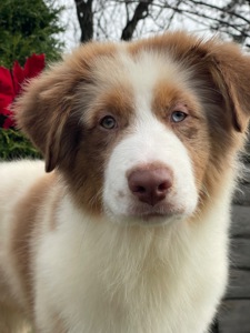 Австралийская овчарка аусси