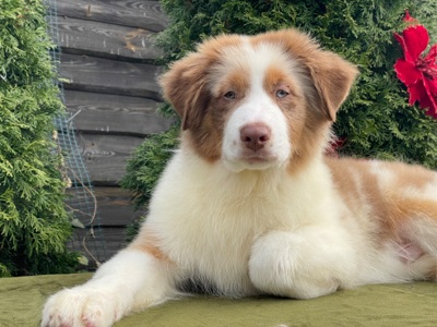 Австралийская овчарка аусси