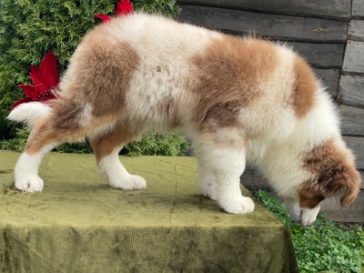 Австралийская овчарка аусси