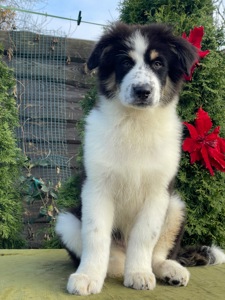 Мальчики австралийской овчарки аусси