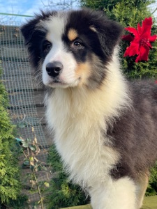 Мальчики австралийской овчарки аусси