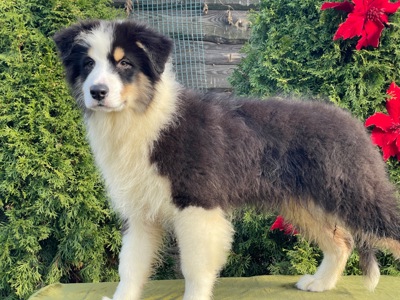 Мальчики австралийской овчарки аусси