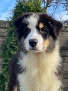 Мальчики австралийской овчарки аусси