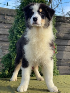 Мальчики австралийской овчарки аусси