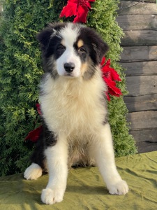 Мальчики австралийской овчарки аусси