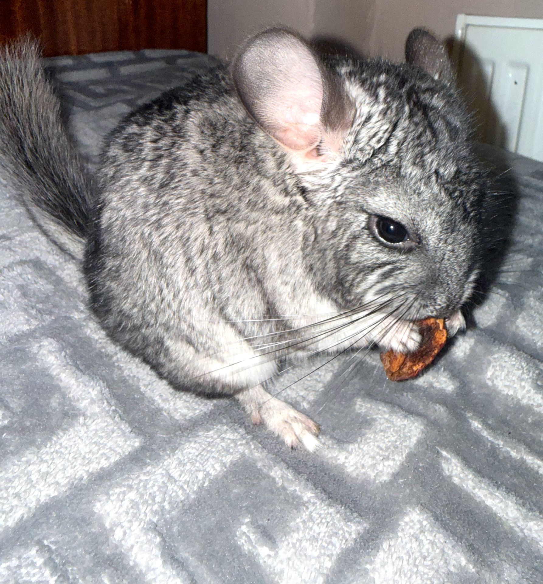 ЧАРІВНИЙ КРАСЕНЬ