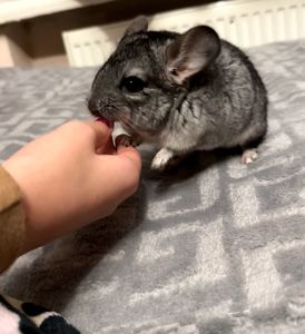 ЧАРІВНИЙ КРАСЕНЬ