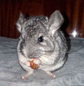 ЧАРІВНИЙ КРАСЕНЬ