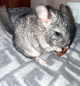 ЧАРІВНИЙ КРАСЕНЬ