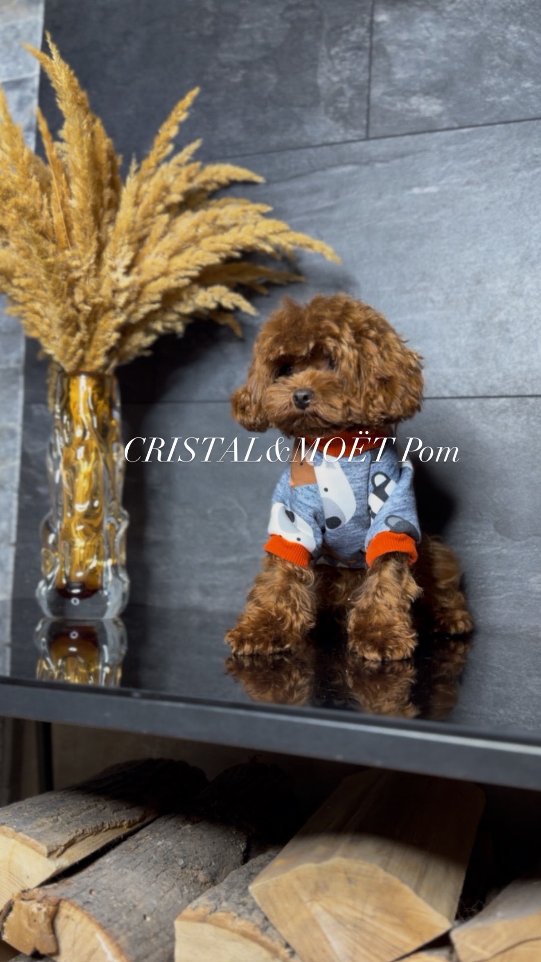 Мальчик кавапу (мальтипу) размер мини, до 2,5кг, редбраун, бебифейс, 10 месяцев