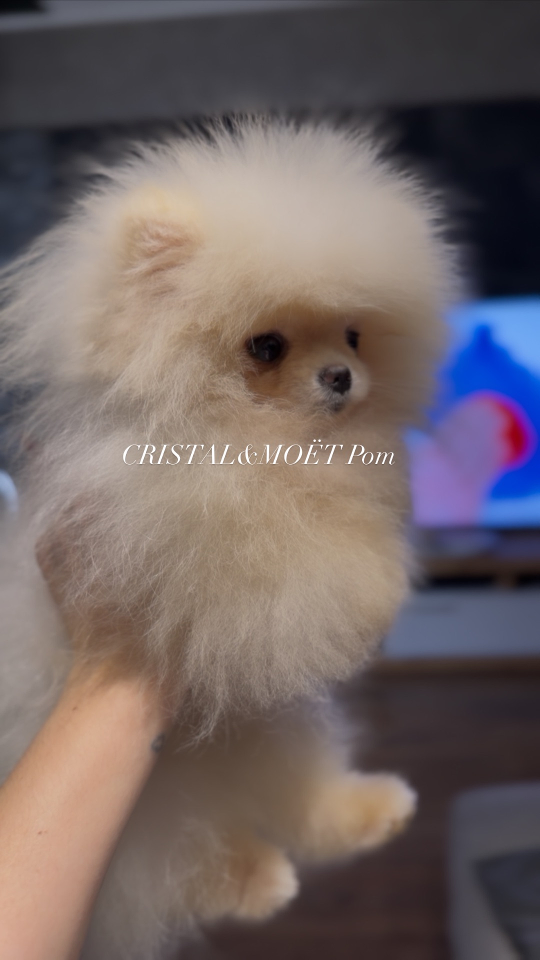 Мальчик померанского шпица, тип мишка