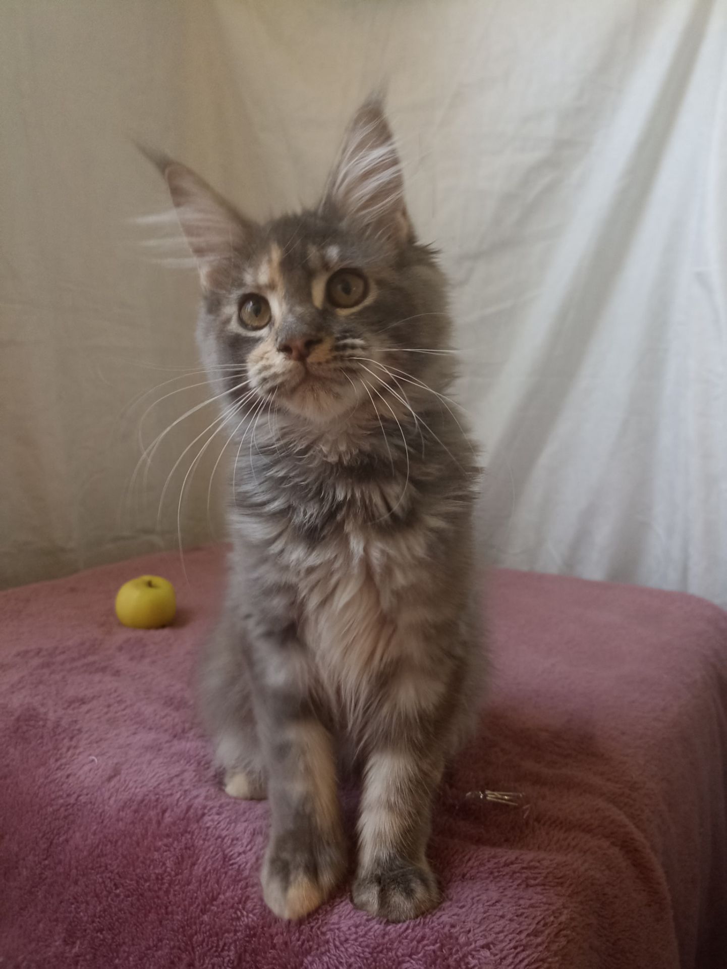 Мейн Кун котята мальчик и девочки