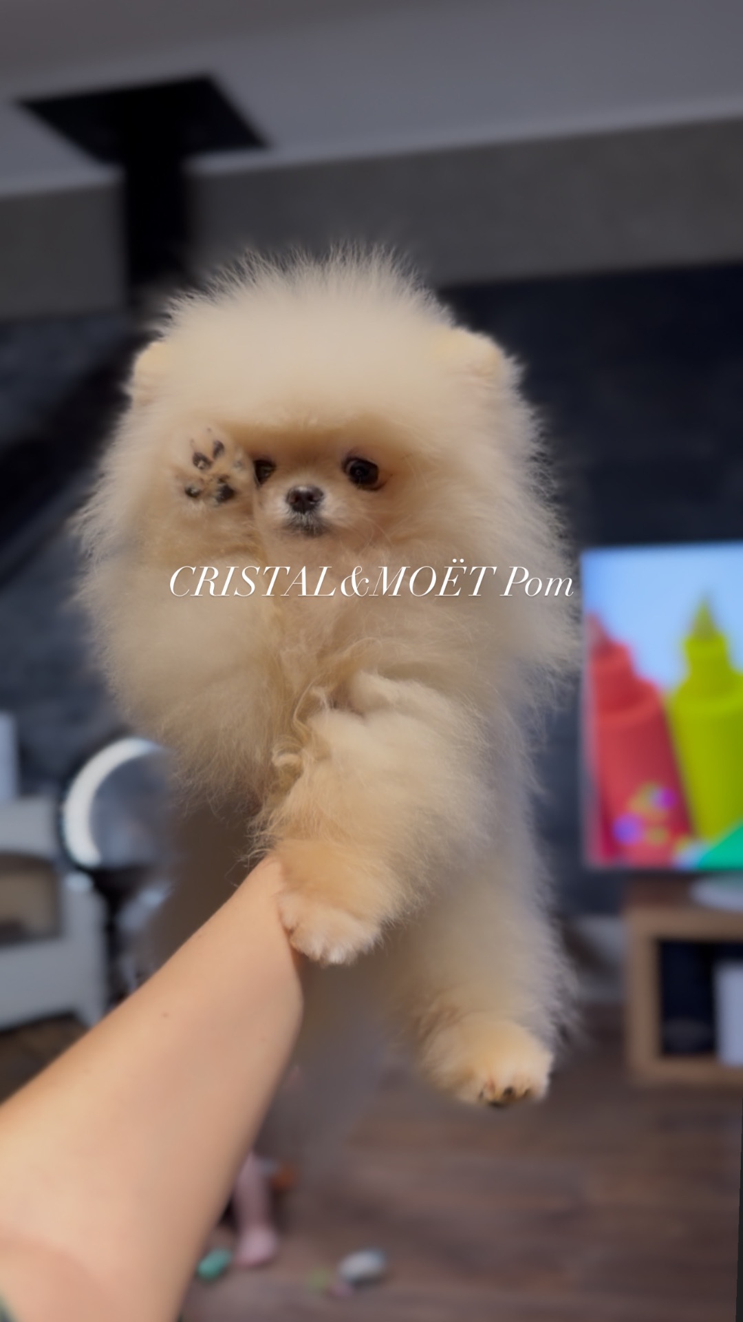 Мальчик померанского шпица, тип мишка